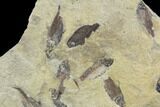 Fossil Fish (Gosiutichthys) Mortality Plate - Lake Gosiute #89989-2